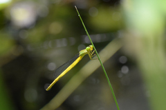 Ceriagrion melanurum
