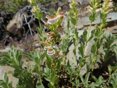 Penstemon deustus suffrutescens