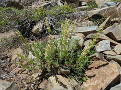 Penstemon deustus suffrutescens
