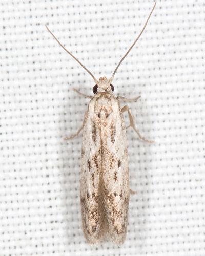 Hypatopa vestaliella