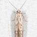 Hypatopa vestaliella - Photo (c) Tom Murray, some rights reserved (CC BY-NC), uploaded by Tom Murray