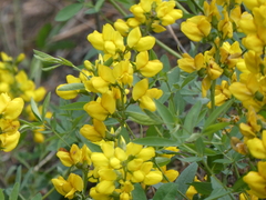 Thermopsis divaricarpa