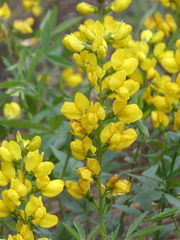 Thermopsis divaricarpa