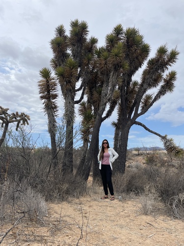 Yucca valida