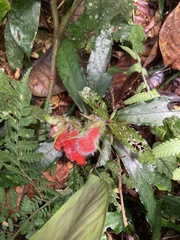 Nautilocalyx erytranthus