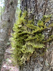 Neckera pennata image