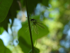Protandrena passiflorae