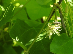 Protandrena passiflorae