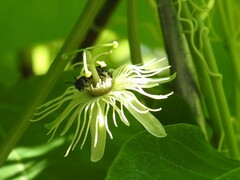 Protandrena passiflorae