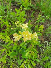 Baptisia nuttalliana