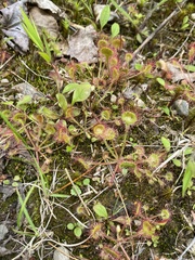 Drosera rotundifolia image