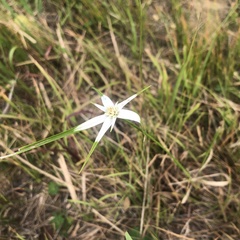 Rhynchospora latifolia