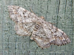 Hypagyrtis piniata