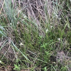 Rhynchospora latifolia