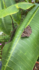 Erynnis horatius
