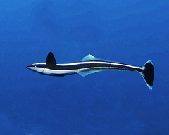 Sharksucker photo 5