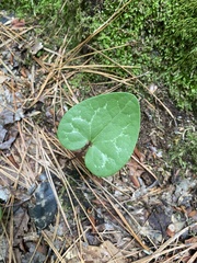 Hexastylis virginica
