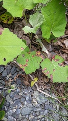 Puccinia poarum