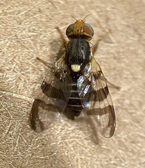 Rhagoletis indifferens