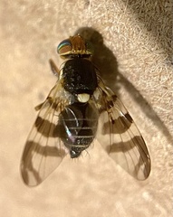 Rhagoletis indifferens