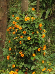 Thunbergia alata