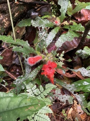 Nautilocalyx erytranthus