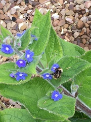 Bombus