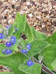 Bombus