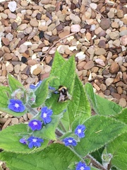 Bombus