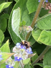 Bombus