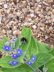 Bombus