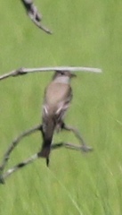 Empidonax traillii traillii