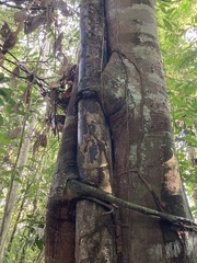 Ficus lacor