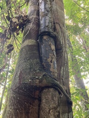 Ficus lacor