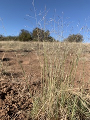Muhlenbergia torreyi