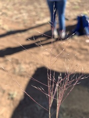 Muhlenbergia torreyi