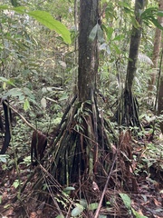 Iriartea deltoidea