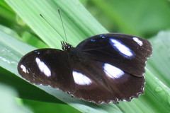 Hypolimnas bolina bolina