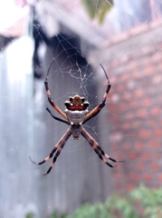 Argiope argentata