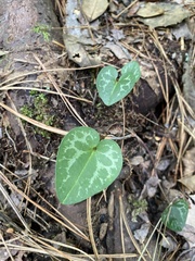 Hexastylis virginica