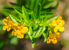 Lithospermum canescens