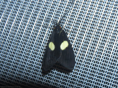 Dioptinae
