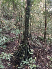 Iriartea deltoidea