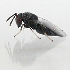 Lyrcus