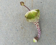 Ceropegia distincta