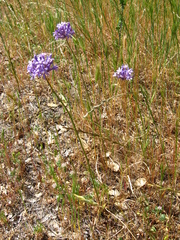 Dichelostemma multiflorum
