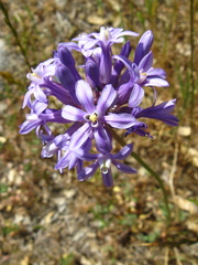 Dichelostemma multiflorum
