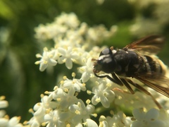 Temnostoma excentrica