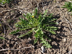 Taraxacum densilobum