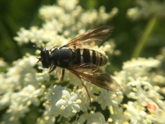 Temnostoma excentrica